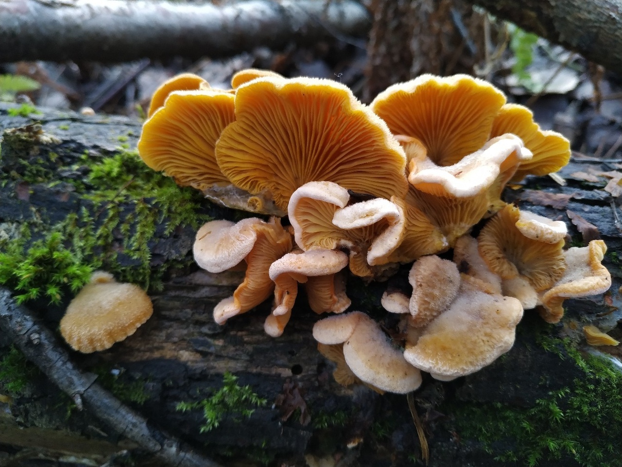 8. Вешенка оранжевая (Phyllotopsis nidulans)